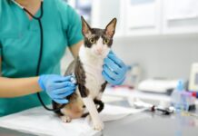Día mundial del Médico Veterinario, 26 de abril. La investigación y desarrollo para el bienestar animal