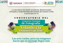 Convoca Secretaría de Medio Ambiente a participar en Concurso Nacional de Fotografía “Volando a la Conservación”