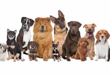 Perros y humanos: una larga historia de afecto, compañía y trabajo