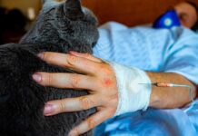 ¿Cómo ayuda un gato a reducir el estrés y la ansiedad? Terapia asistida felina