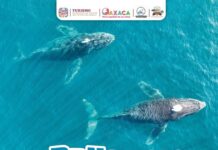 Invita Sectur Oaxaca al Ballena Fest 2025 en Puerto Ángel
