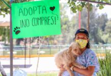 Gobierno de Nezahualcóyotl realiza más de mil esterilizaciones y más de cien adopciones durante 2025