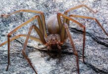Araña violinista: cómo reconocerla y qué hacer si te pica — guía de la UNAM