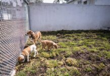 Derivado del conflicto entre particulares respecto a un predio ubicado en la alcaldía Cuajimalpa en donde se encontraba operando un refugio de animales, el Gobierno de la Ciudad de México informa