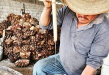 MezcalFestMX impulsa a productores artesanales con beca integral para participar en su edición 2026