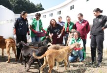 VISITA CLARA BRUGADA A 304 PERROS DE LOS MÁS DE 900 ANIMALES RESCATADOS DEL REFUGIO FRANCISCANO; CONVOCA A LA POBLACIÓN A LA ADOPCIÓN DE ESTOS SERES SINTIENTES