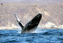 Continúa la temporada de avistamiento de ballenas jorobadas en la Ruta de la Costa Oaxaqueña: Sectur