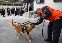 Recibe la UNAM, en donación, dos caninos para detección y prevención de riesgos