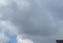 AVISTAMIENTO DE AVES EN LA CAPITAL OAXAQUEÑA ES PARTE DEL PROCESO DE MIGRACIÓN