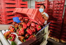 México envía primer embarque de pimiento morrón a Japón