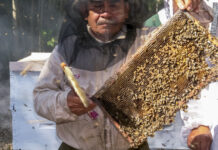 Producción récord de miel durante 2025, al alcanzar las 60 mil toneladas