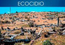 Derecho penal global facilitaría sancionar el ecocidio, externa Guadalupe Valdés