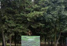 Canchas Desiguales inaugura hoy en el Museo Tamayo y completa el ciclo de aperturas en las tres ciudades sede de la Copa Mundial de la FIFA 2026™ en México