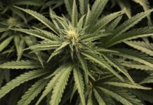 COFEPRIS debe garantizar emisión de permisos de cannabis tras reciente determinación de la SCJN