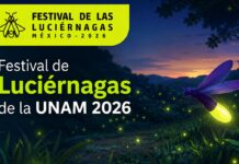 Festival de Luciérnagas UNAM llega al Museo de Historia Natural y Cultura Ambiental