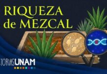 DESCUBREN RIQUEZA MICROBIANA EN FERMENTOS DE AGAVE, ÚNICA EN EL MUNDO