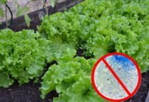 Secretaría de Salud informa resultado Negativo a Cyclospora cayetanensis en lechugas de Taylor Farms de México