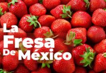 México expresa su preocupación por la decisión preliminar del Departamento de Comercio de los Estados Unidos contra la fresa mexicana