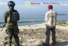 Recupera Profepa 9,500 huevos de tortuga marina golfina y protege 82 huevos de tortuga laúd