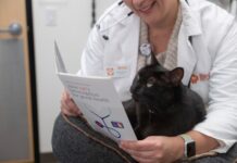 Día del Gato: la importancia de protegerlos de parásitos que no siempre vemos