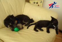 4 de octubre: Día Mundial de los Animales